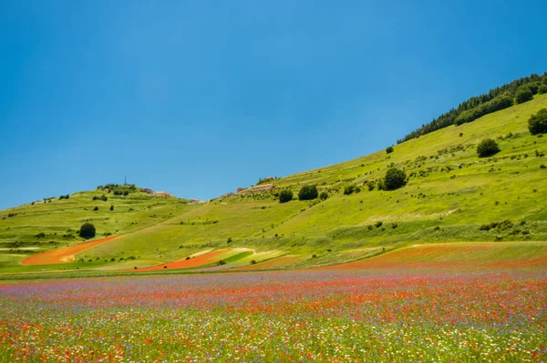 Χρώματα Των Λιβαδιών Γεμάτο Λουλούδια Στο Castelluccio Norcia — Φωτογραφία Αρχείου