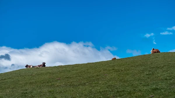 Gyönyörű Dolomiti Egy Nyári Napon Trentino Alto Adige Olaszország — Stock Fotó