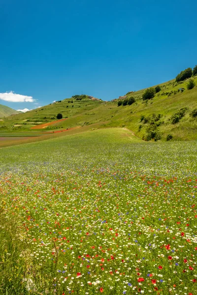 Cores Dos Campos Lenil Cheio Flores Castelluccio Norcia — Fotografia de Stock