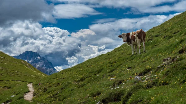 Beautiful Dolomiti Summer Day Trentino Alto Adige Italy — Stock Photo, Image