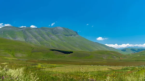 Los Colores Los Campos Lenil Llenos Flores Castelluccio Norcia —  Fotos de Stock