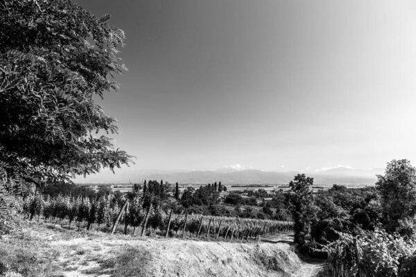 The vineyards of Buttrio in a summer day. Collio Friulano, Udine Province, Friuli Venezia-Giulia, Italy