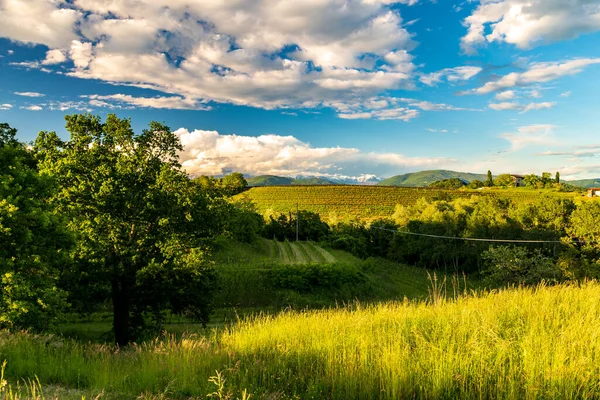 Kolorowy Zachód Słońca Winnicach Rosazzo Udine Friuli Venezia Giulia — Zdjęcie stockowe
