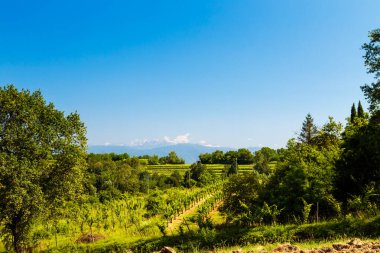 Buttrio 'nun üzüm bağları bir yaz günü. Collio Friulano, Udine Eyaleti, Friuli Venezia-Giulia, İtalya