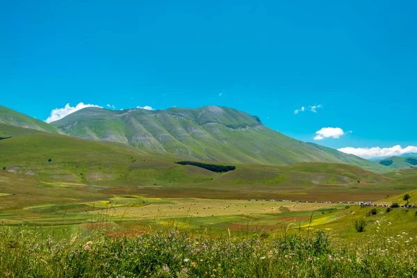 Castelluccio Norcia Daki Çiçeklerle Dolu Mercan Tarlalarının Renkleri — Stok fotoğraf