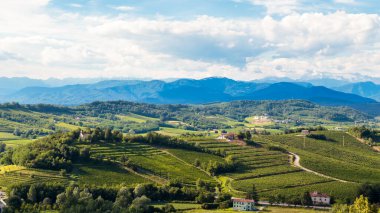 Bir yaz öğleden sonra Slovenya sınırındaki İtalyan üzüm bağları.
