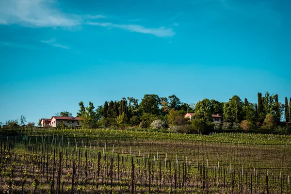 Campos Friuli Venezia Giulia Día Primavera — Foto de Stock