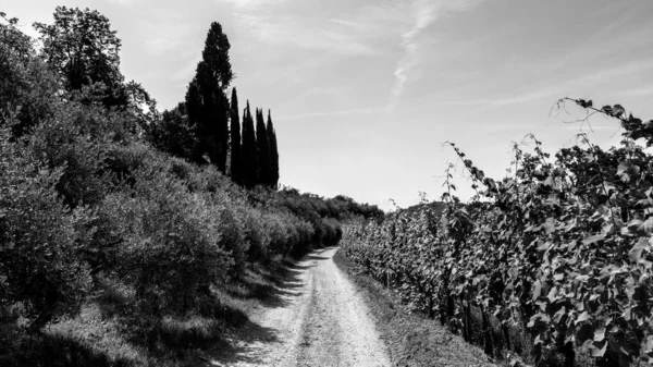 夏の日にブトリオのブドウ畑 イタリア ウディネ州のCollio Friulano Friuli Venezia Giulia — ストック写真