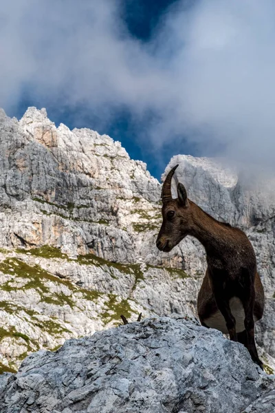 Steinbocks Jof Fuart Los Alpes Julianos Día Verano — Foto de Stock