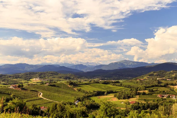 Italian Vineyards Border Slovenia Summer Afternoon — Stock Photo, Image