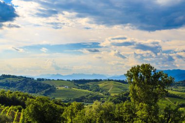 Bir yaz öğleden sonra Slovenya sınırındaki İtalyan üzüm bağları.