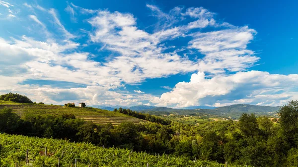 Włoskie Winnice Granicy Słowenią Letnie Popołudnie — Zdjęcie stockowe