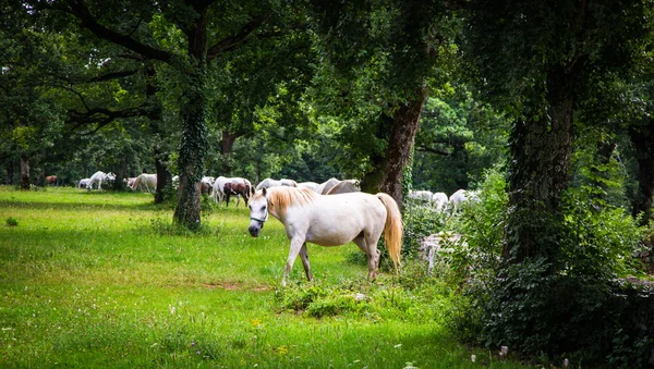 Cavalos Lipizzaner no prado — Fotografia de Stock
