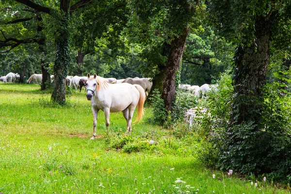Lipizzaner horses in the meadow — Stock Photo, Image