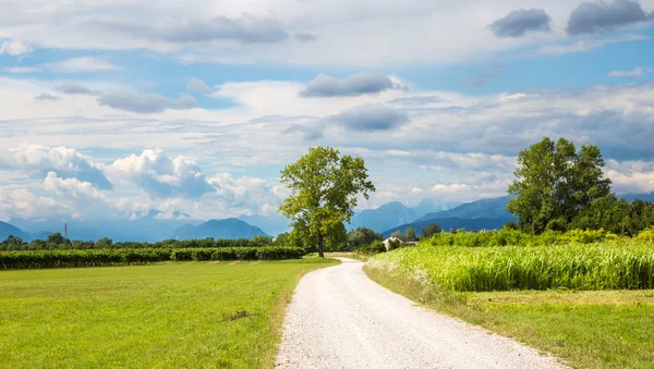 Grapevine in the fields of italy — Stock Photo, Image