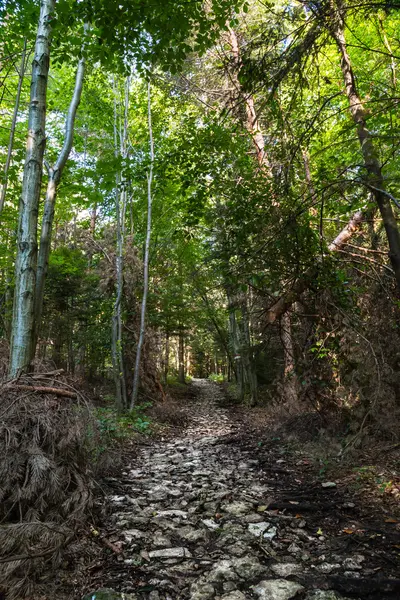 Trekking path in the forest — Stock Photo, Image