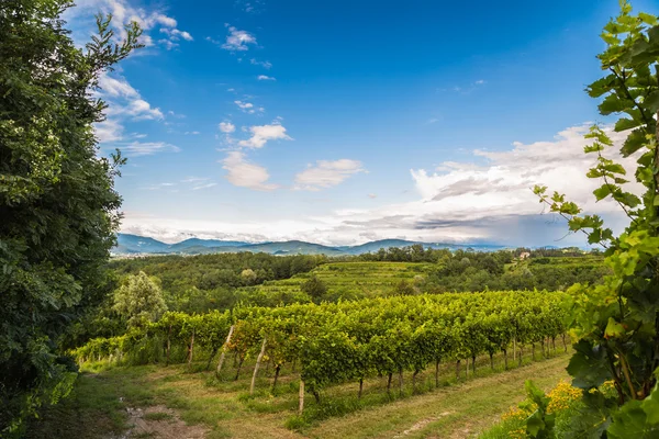 Campo de vid en el campo italiano — Foto de Stock