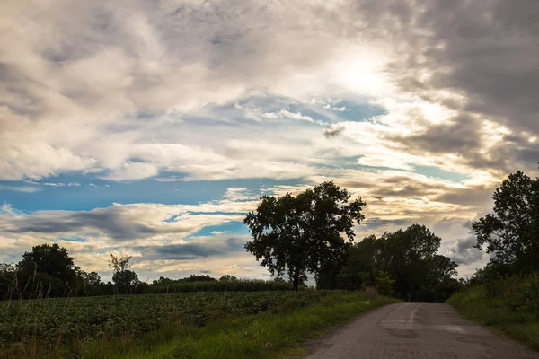 Eenzame boom op een landweg — Stockfoto