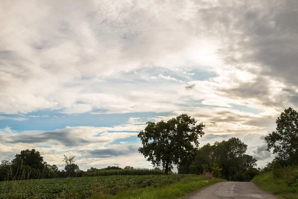 Einsamer Baum auf einer Landstraße — Stockfoto