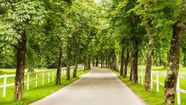 yol ağaçlar ve beyaz çit