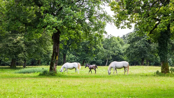 Chevaux lipizzans dans la prairie — Photo