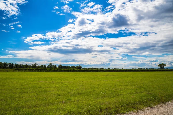 Videira nos campos da itália — Fotografia de Stock