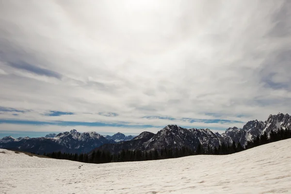 Der letzte Schnee auf der Lichtung — Stockfoto