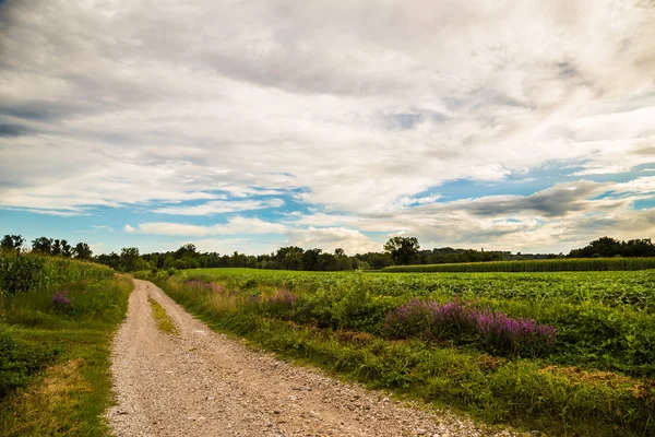 Lavander on a country road in the fields of italy — Stock Photo, Image