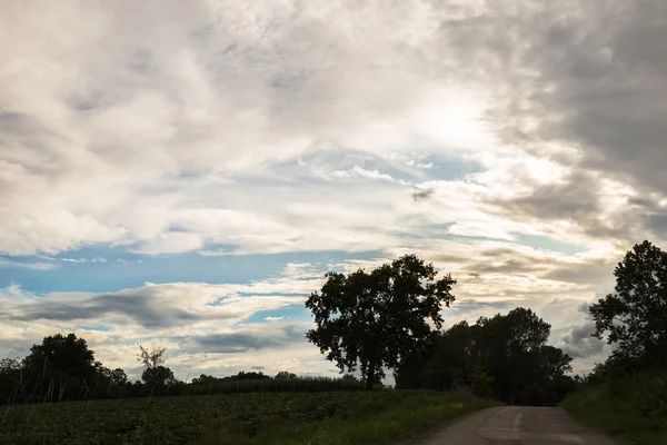 Einsamer Baum auf einer Landstraße — Stockfoto