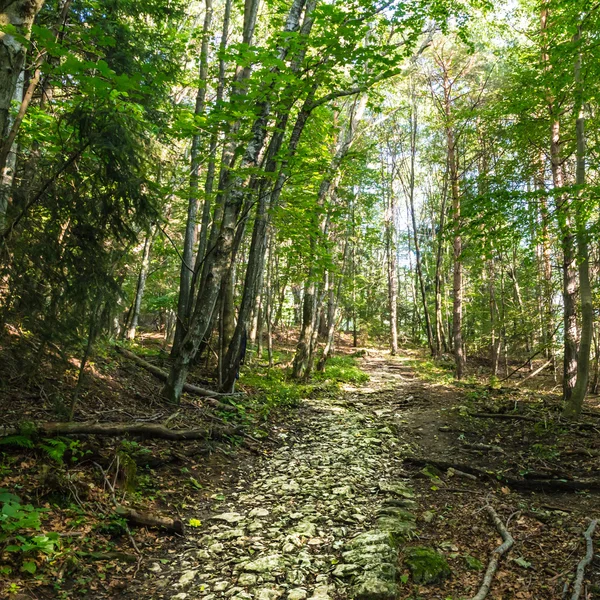 Trekking path in the forest — Stock Photo, Image
