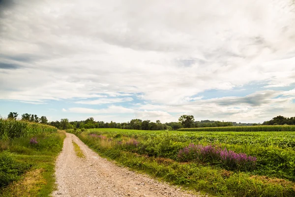 Lavendel op een landweg op het gebied van Italië — Stockfoto