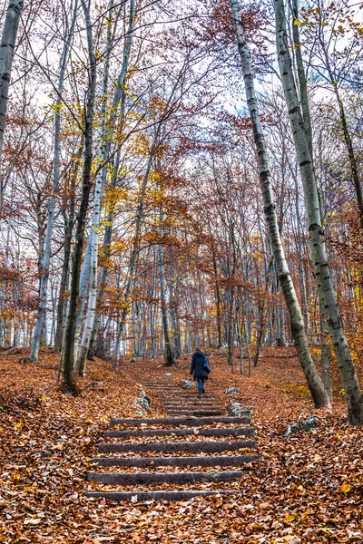 Trekking wandelpad in het bos met een meisje, wandelen — Stockfoto