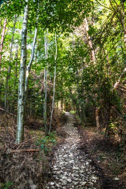 ormanda yürüyüş yolu