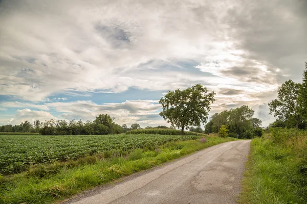 Lonely tree on a country road — Stock Photo, Image