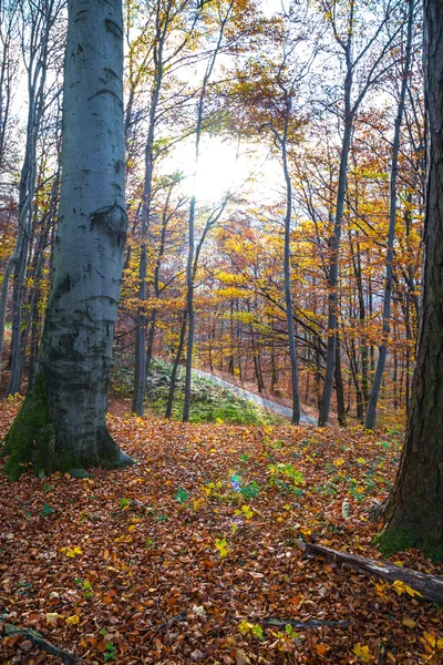 Trekkingowe ścieżka w lesie — Zdjęcie stockowe