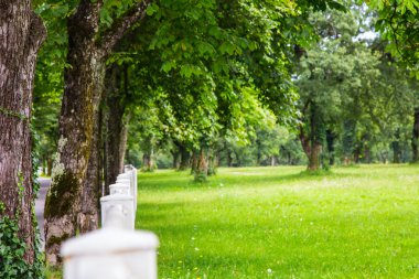 ağaçları beyaz çit ile