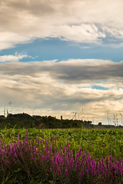 Lavander on a country road in the fields of italy — Stock Photo, Image