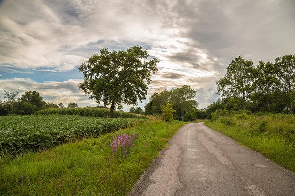 Árvore solitária em uma estrada rural — Fotografia de Stock