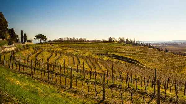 Weinberg im zeitigen Frühjahr — Stockfoto