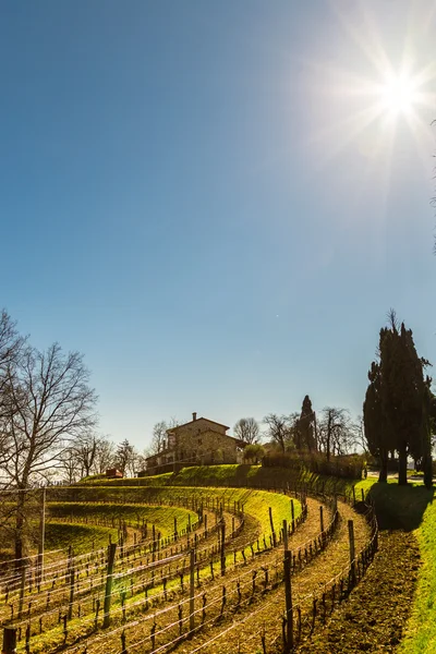 Viñedo a principios de primavera — Foto de Stock