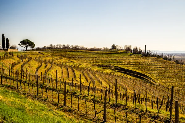 Viñedo a principios de primavera — Foto de Stock