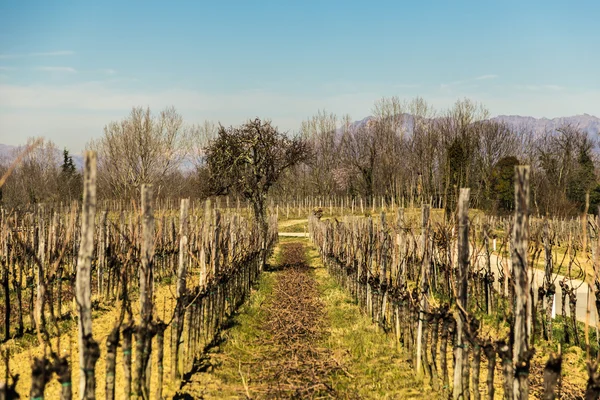 Viñedo a principios de primavera — Foto de Stock