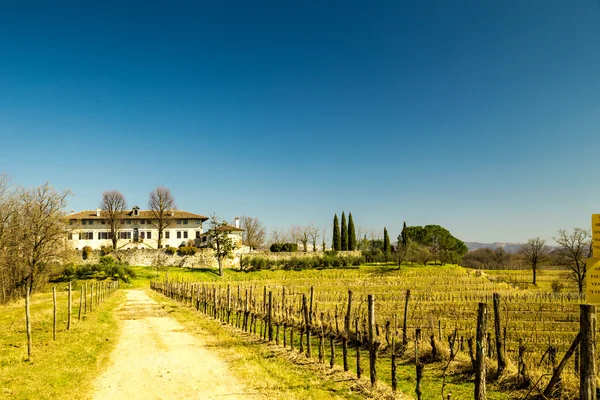 Viñedo a principios de primavera — Foto de Stock