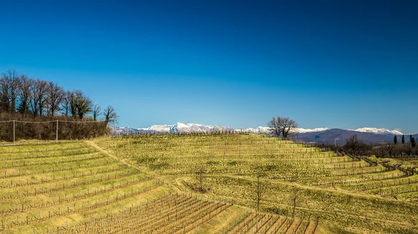 Vineyard in early spring — Stock Photo, Image