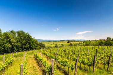 İtalyan kırsal alanda asma