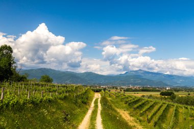 İtalyan kırsal alanda asma