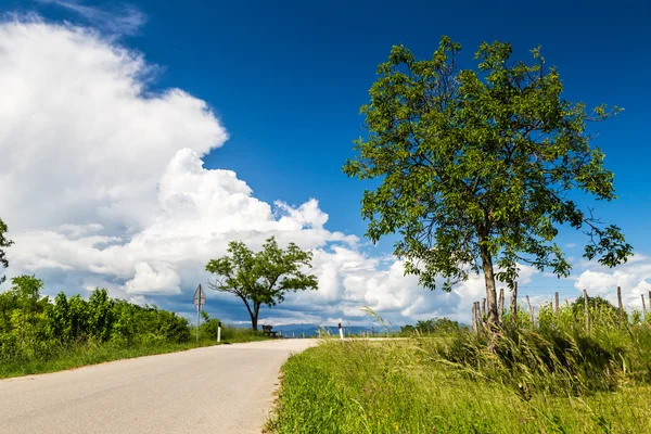 Lonely tree on a country road — Stock Photo, Image