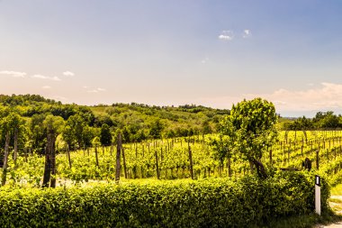 İtalyan kırsal alanda asma