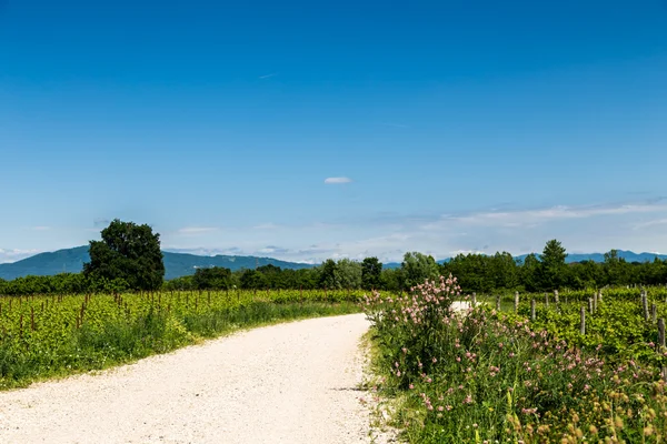 Grapevine field in the italian countryside — Stock Photo, Image