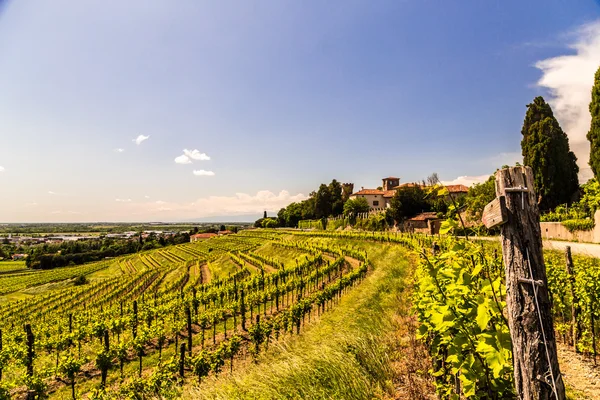 Campo de vid en el campo italiano — Foto de Stock